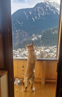 Heidi genie&szlig;t das Bergpanorama