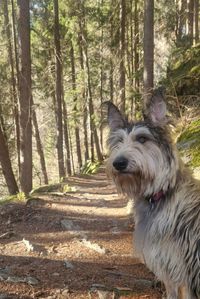 Auf, auf, den Berg hinauf.