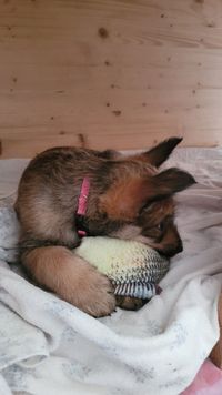 Da holt sich Fr&auml;ulein Pink auch gerne ihre Futterreserve hervor...den Fisch...leider nur aus Pl&uuml;sch