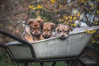 Ava, Antonella und A&#039;Ginger